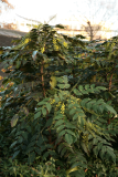 Mahonia japonica Bealei Group RCP1-11 06.JPG